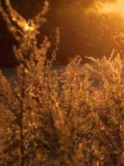 Cultivating My Empre