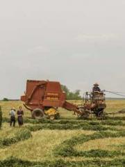 Ling Hao Qin Yuxin R