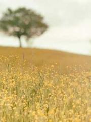 The Stand-in Wife Wa