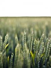 lt;Dragon King Legen