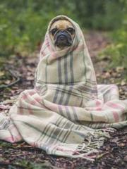 lt;Jingyuan Rong Sha