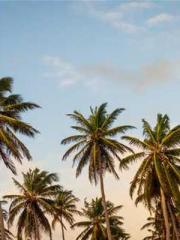 Shen Ning Ran Bo Jin