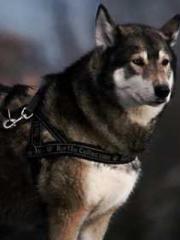 Super Dimensional Me