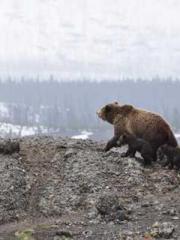 lt;divgt;The Divine lt;divgt;The Divine