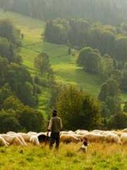 King of the Nine Pro