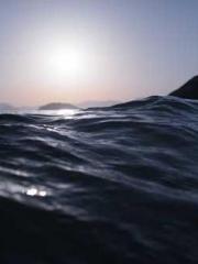 My pets are all amaz My pets are all amaz