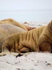 The Poisonous Doctor The Poisonous Doctor